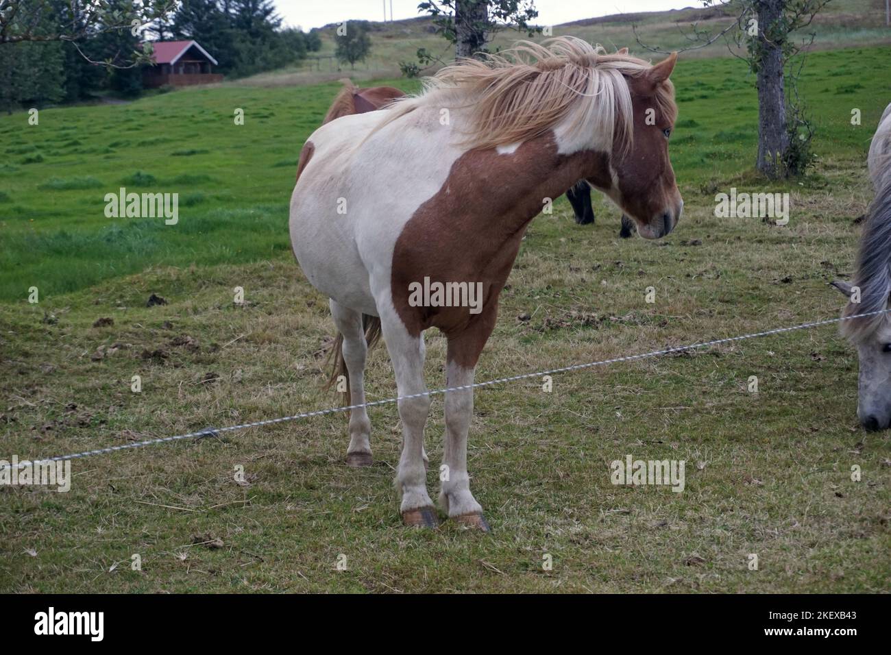 White and brown horse standing on pasture Stock Photo - Alamy