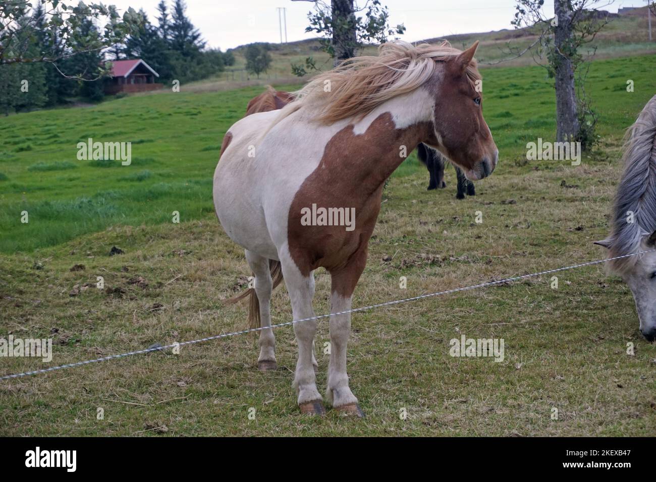 White and brown horse standing on pasture Stock Photo - Alamy