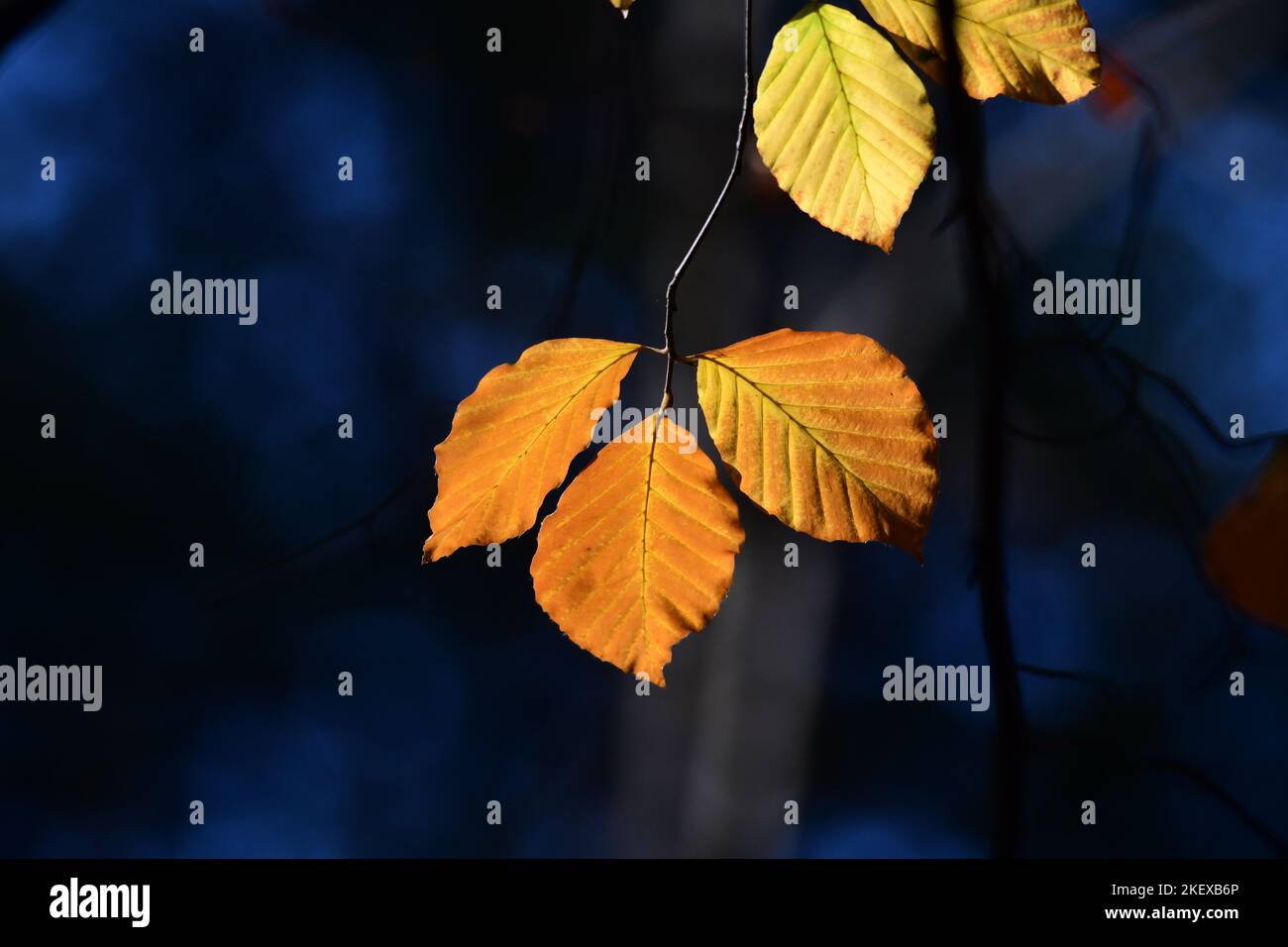 Autumn leaves Scotland Stock Photo