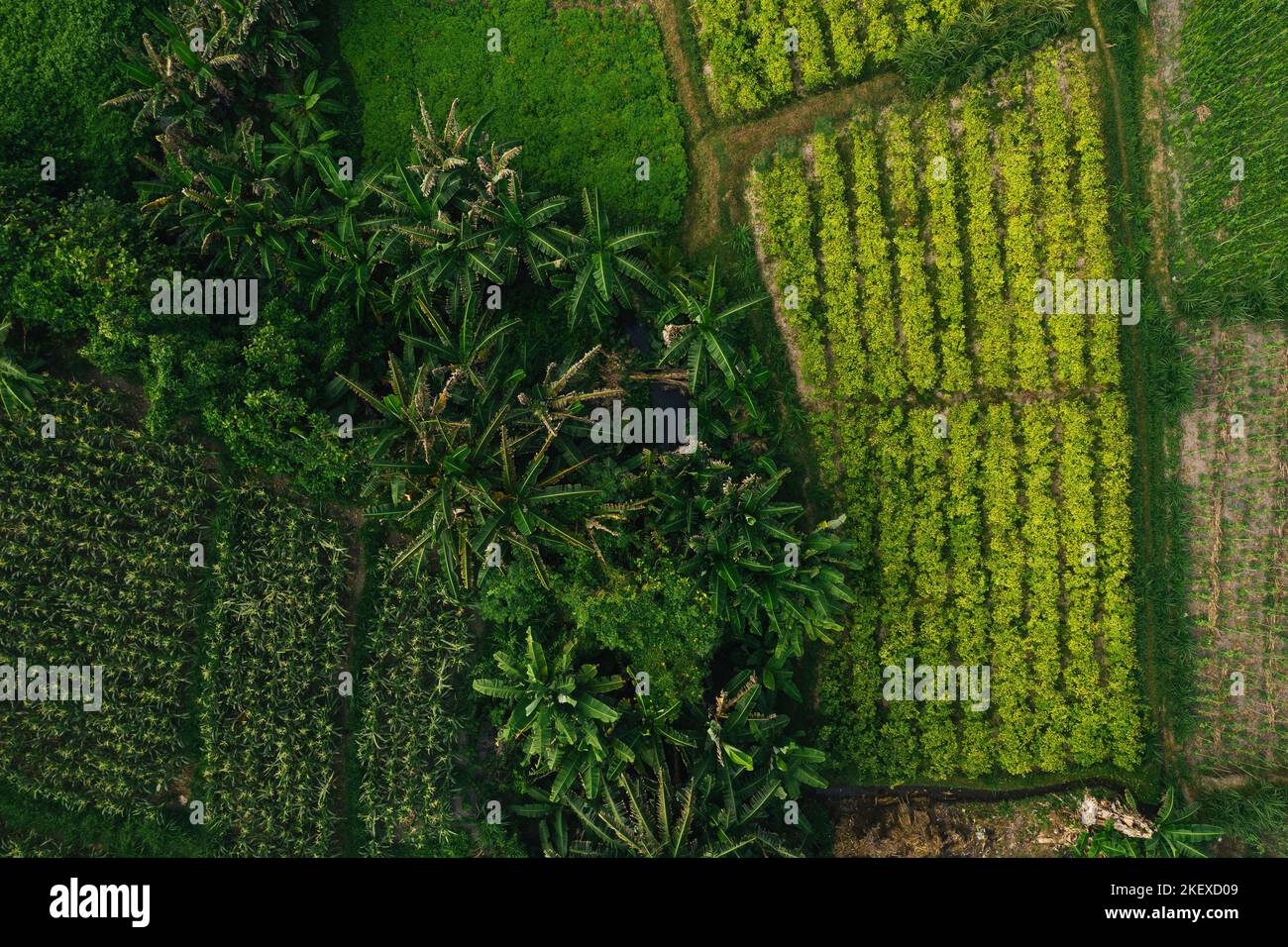 Aerial view of rice fields Stock Photo - Alamy
