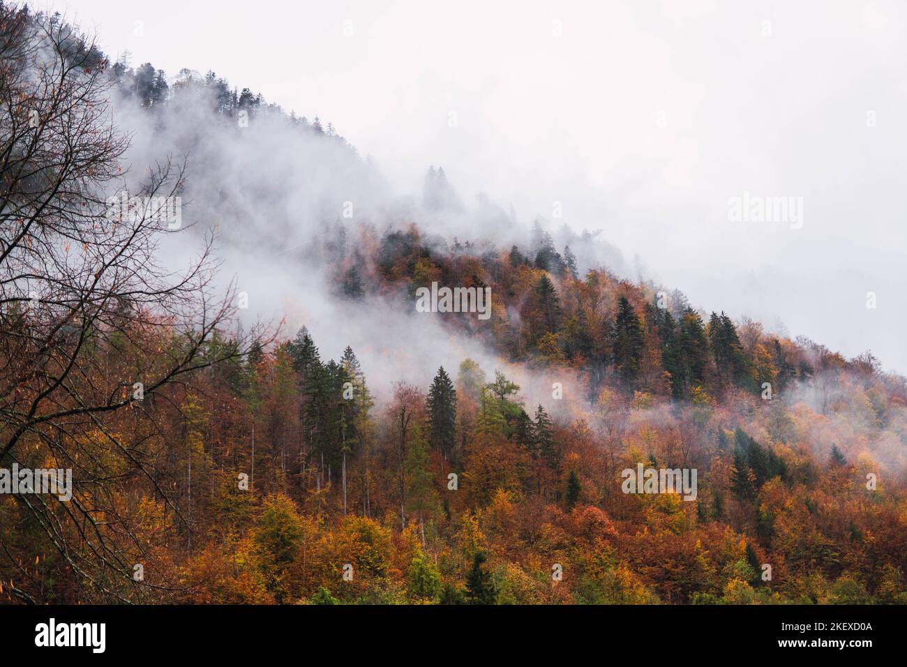 mountain with forest, brown trees in autumn with clouds Stock Photo