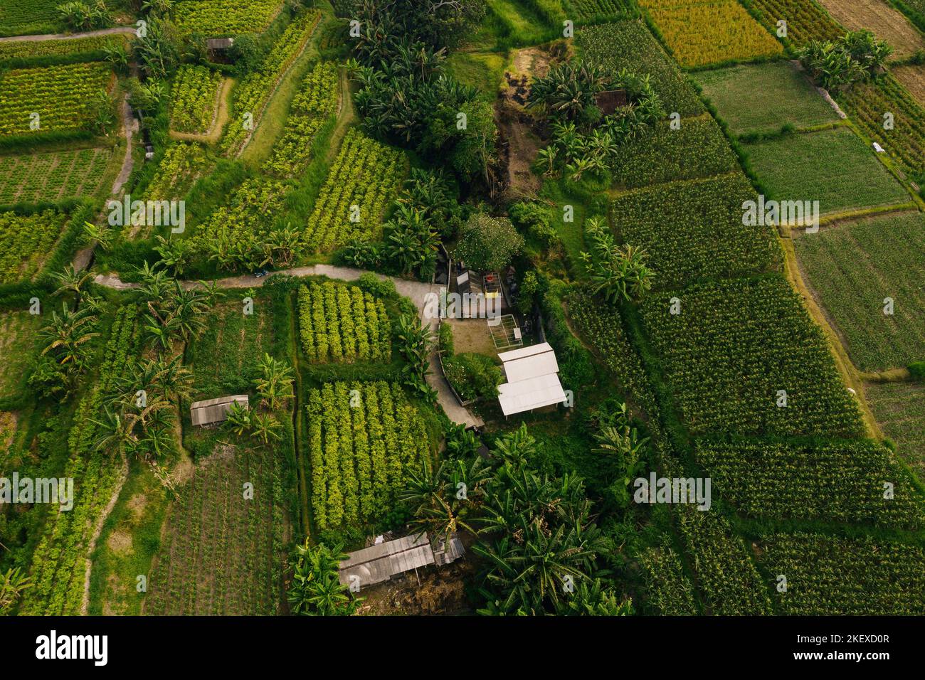 Aerial view of rice fields, Bali, Indonesia Stock Photo - Alamy