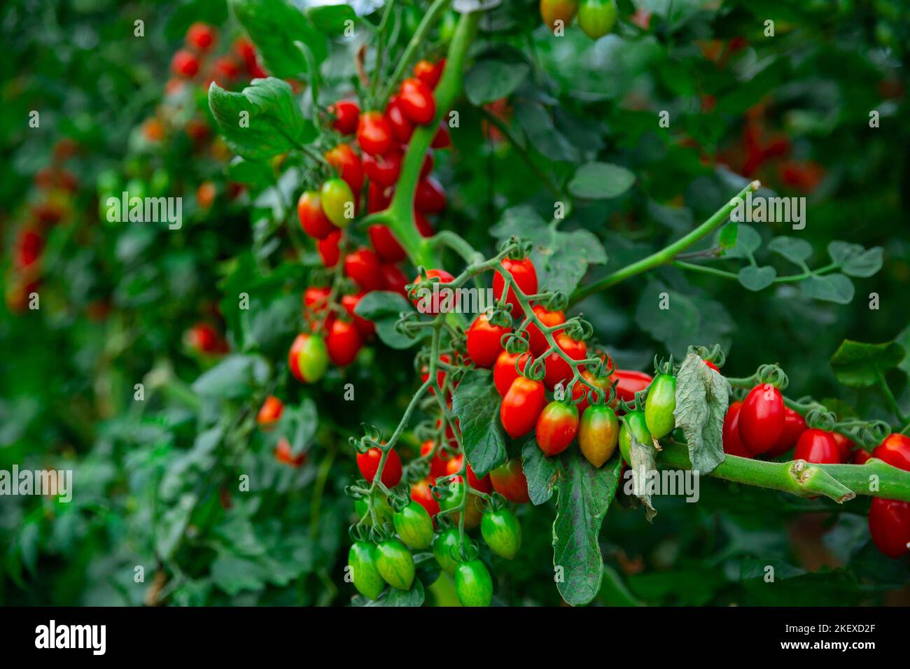Rows of harvest of red tomatoes in greenhouse Stock Photo - Alamy