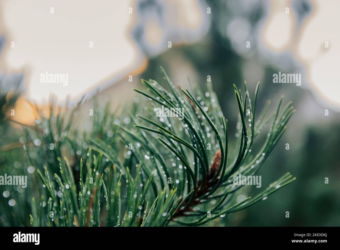 Close-up of pine leaf frozen by the cold Stock Photo