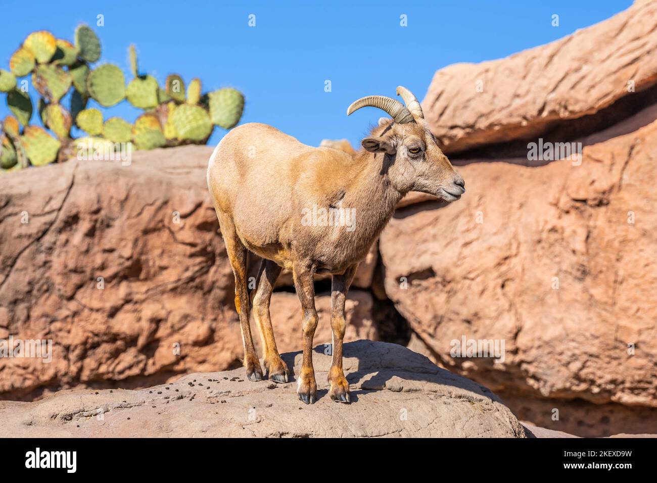 A Bighorn Sheep in the field of Tucson, Arizona Stock Photo Alamy