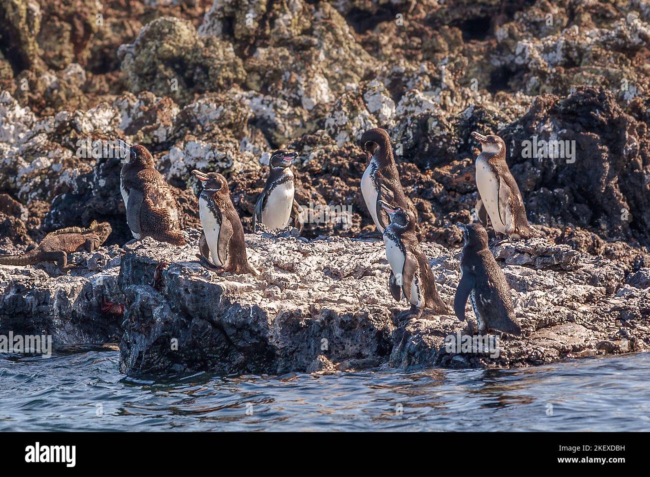 The Galapagos penguin (Spheniscus mendiculus) is a penguin endemic to