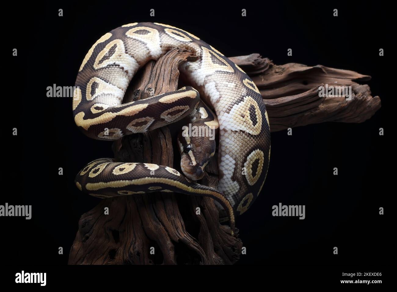Ball phyton with beautiful skin pattern coiled on the tree branch Stock Photo