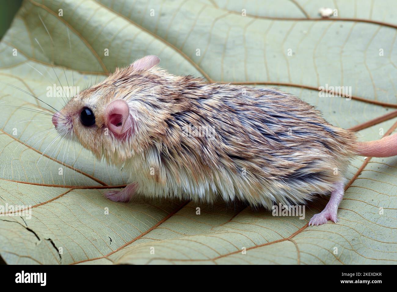 Close-up photo of Fat tailed gerbil (Pachyuromys duprasi Stock Photo ...
