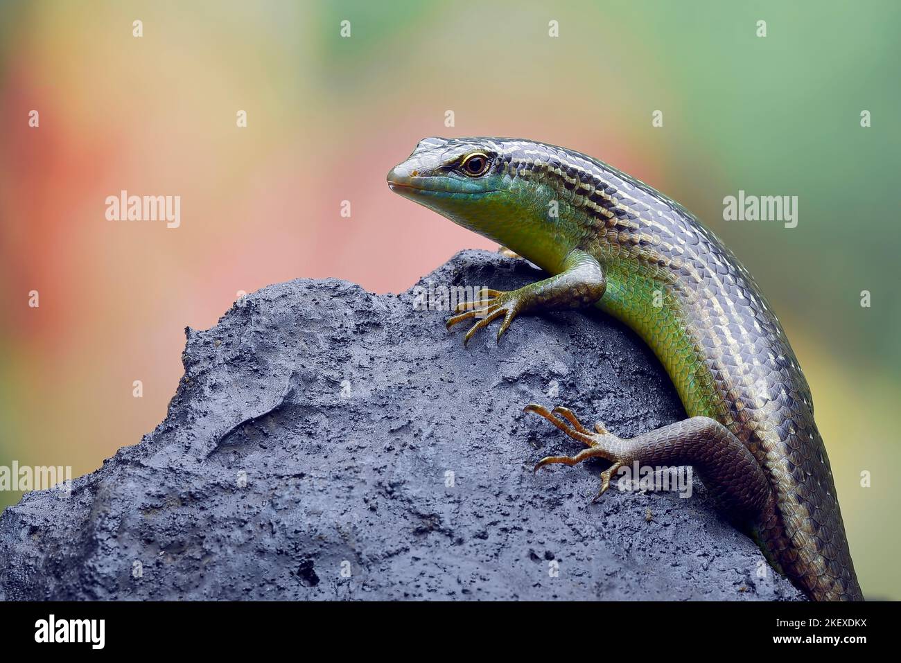 Green skink lizard on a tree branch Stock Photo
