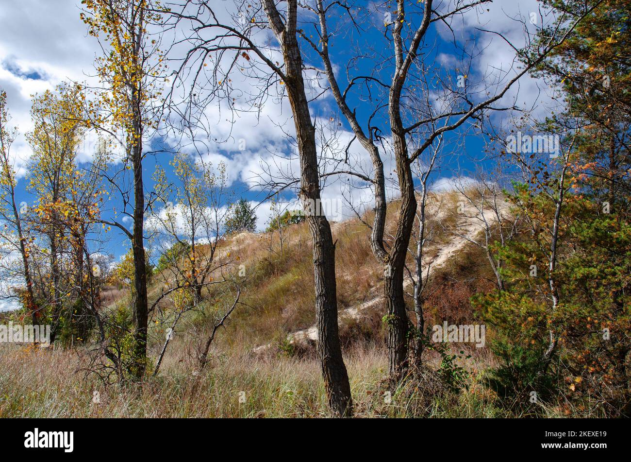 Cottonwoods populate the spaces between the dunes and stabilize the shifting and blowing sands 
