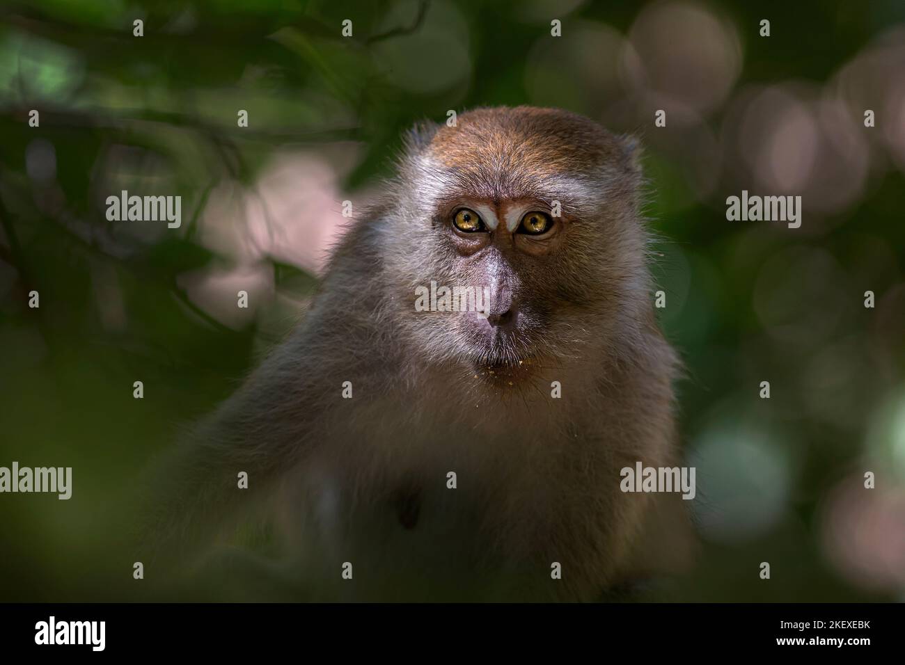 Crab-eating macaque (Macaca fascicularis Stock Photo - Alamy