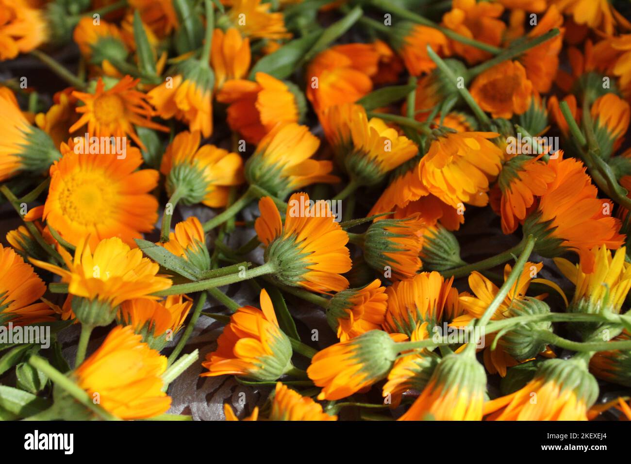 the background is made up of the flowers of yellow orange marigolds of calendula. Collection of seeds of flowers of medicinal herbs of plants. Prepara Stock Photo
