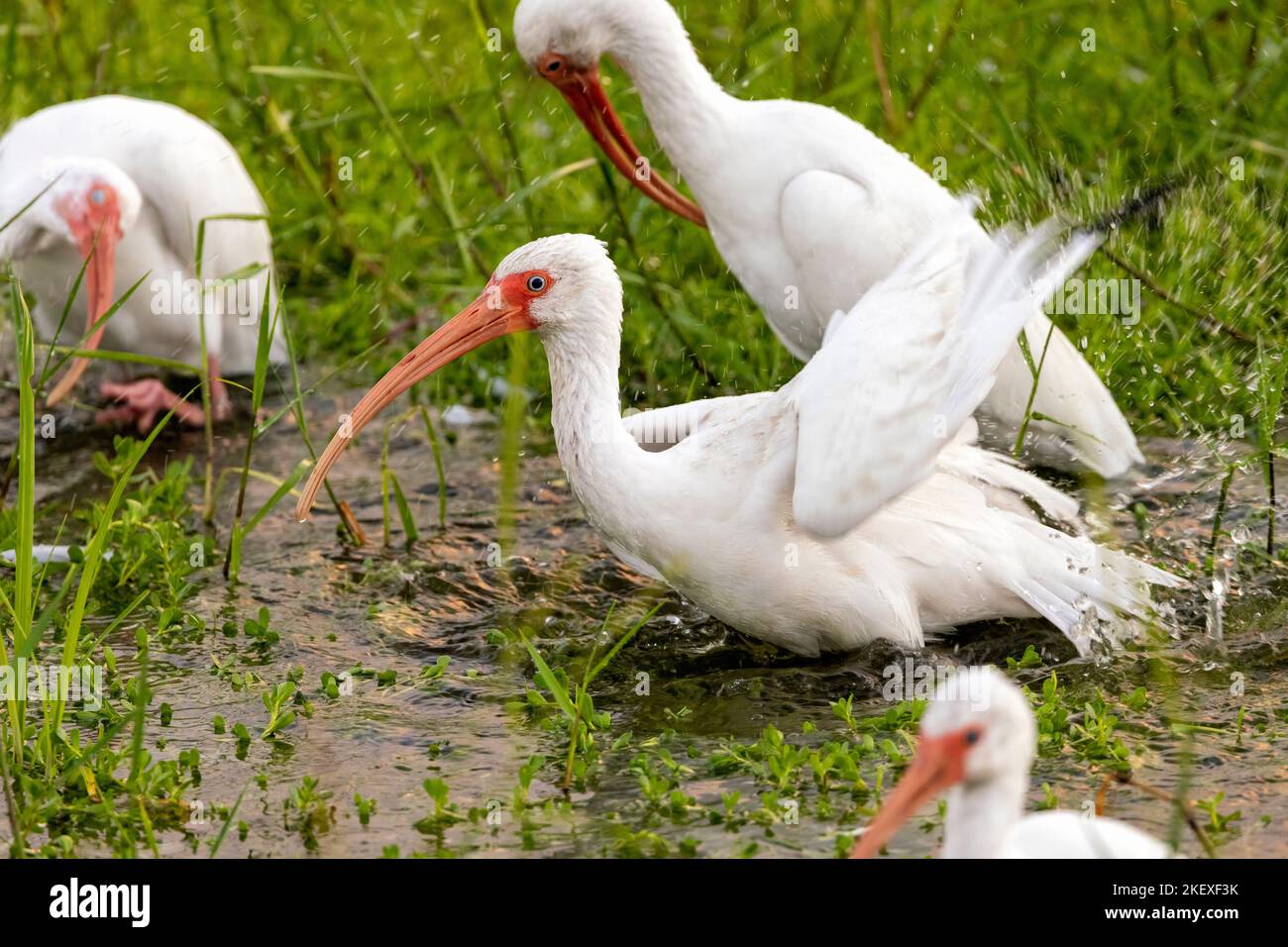 White ibis (Eudocimus albus) bathing - Green Cay Wetlands, Boynton Beach, Florida, USA Stock Photo