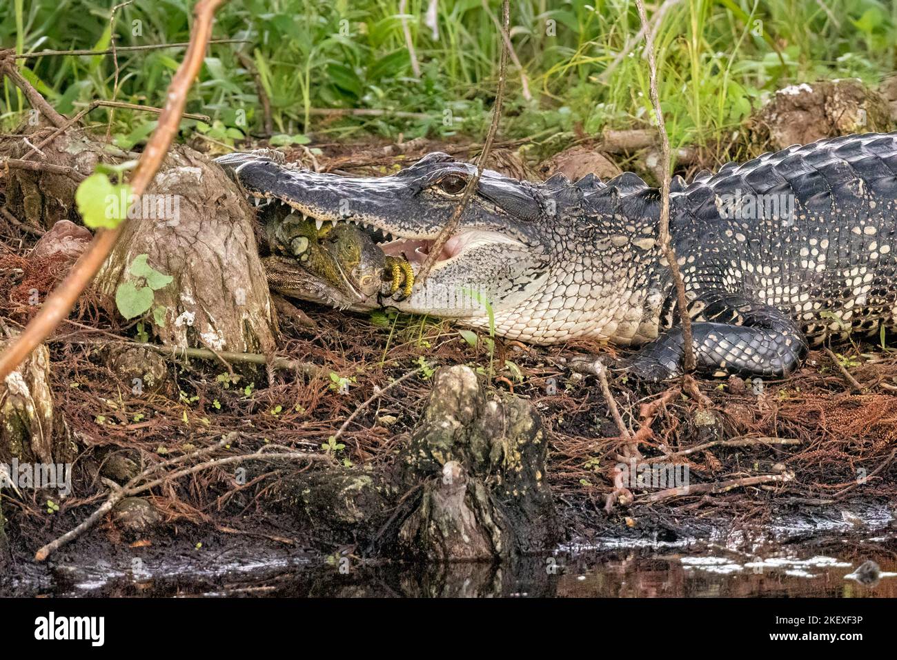 American alligator (Alligator mississippiensis) eating an invasive Green Iguana (Iguana iguana) at Green Cay Wetlands, Boynton Beach, Florida, USA Stock Photo