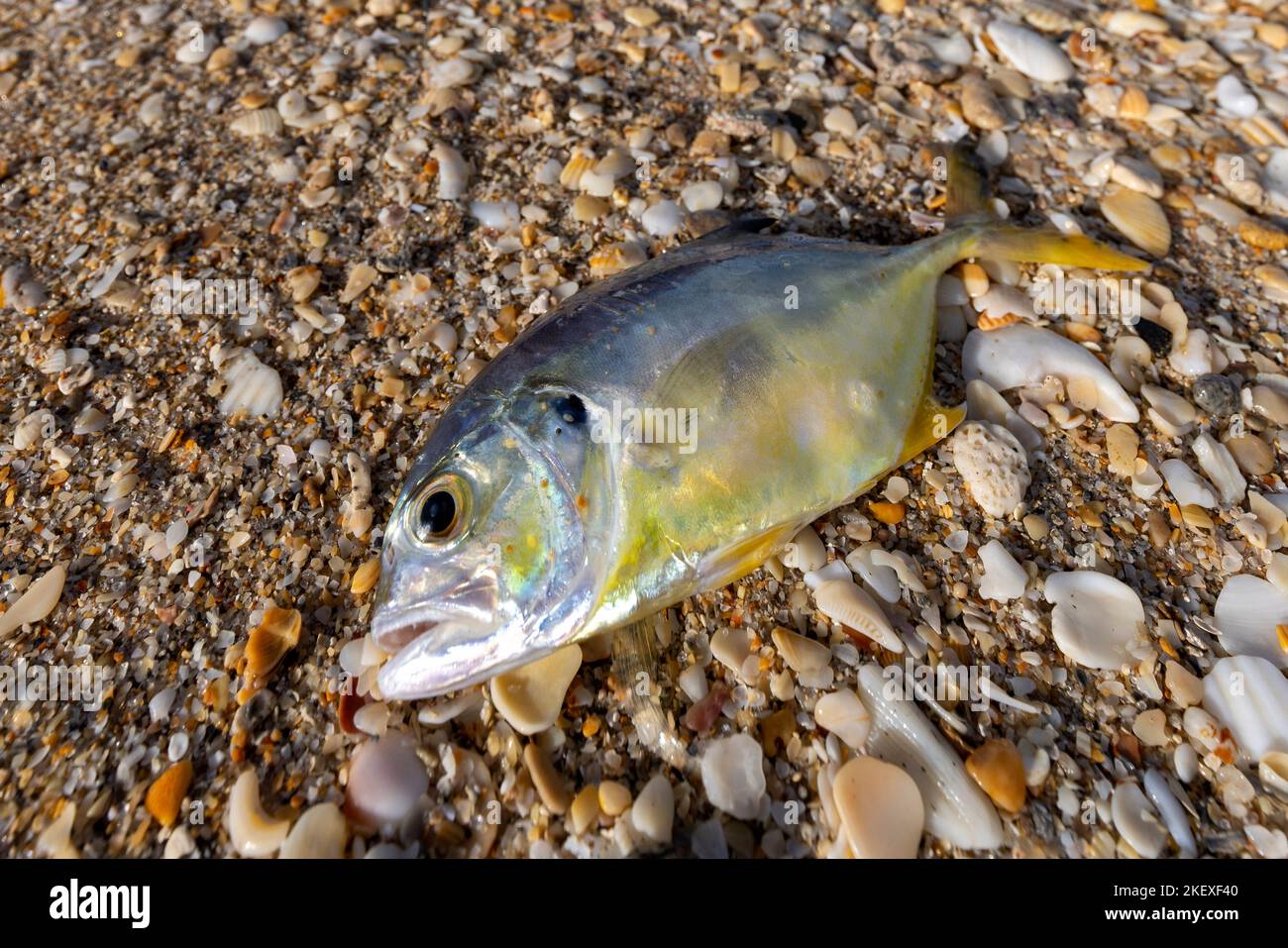 Young crevalle jack (Caranx hippos) dead on beach - Pompano Beach, Florida, USA Stock Photo