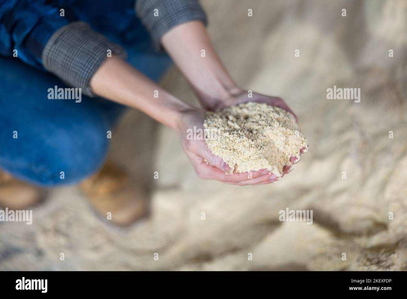 Maize flour cattle feed in farmers hands Stock Photo Alamy