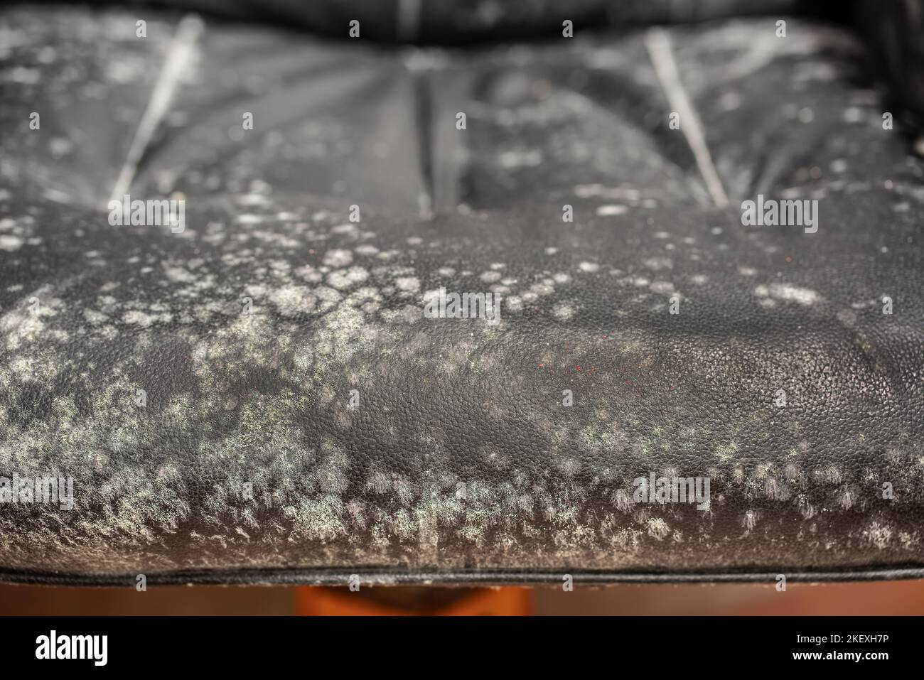 Close up of mold on black couch, fungus on black background, bacteria