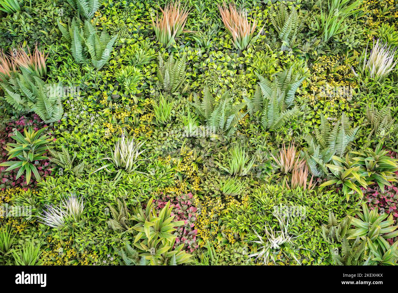 Fern and tropical plants in the garden on a sunny day.Green foliage natural floral fern and mixed plants. Beautiful small greenish vegetation. Stock Photo