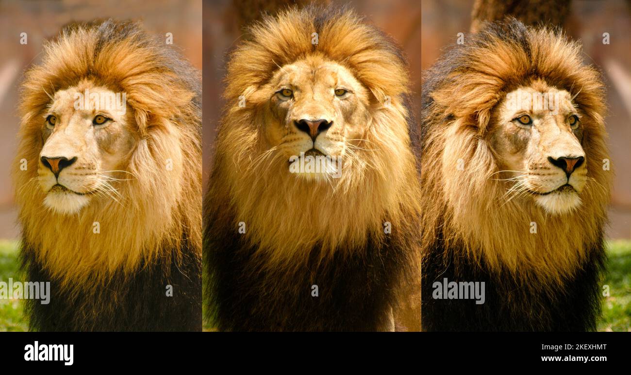 Three Lion Portraits of the same lion at three different angles. Stock Photo