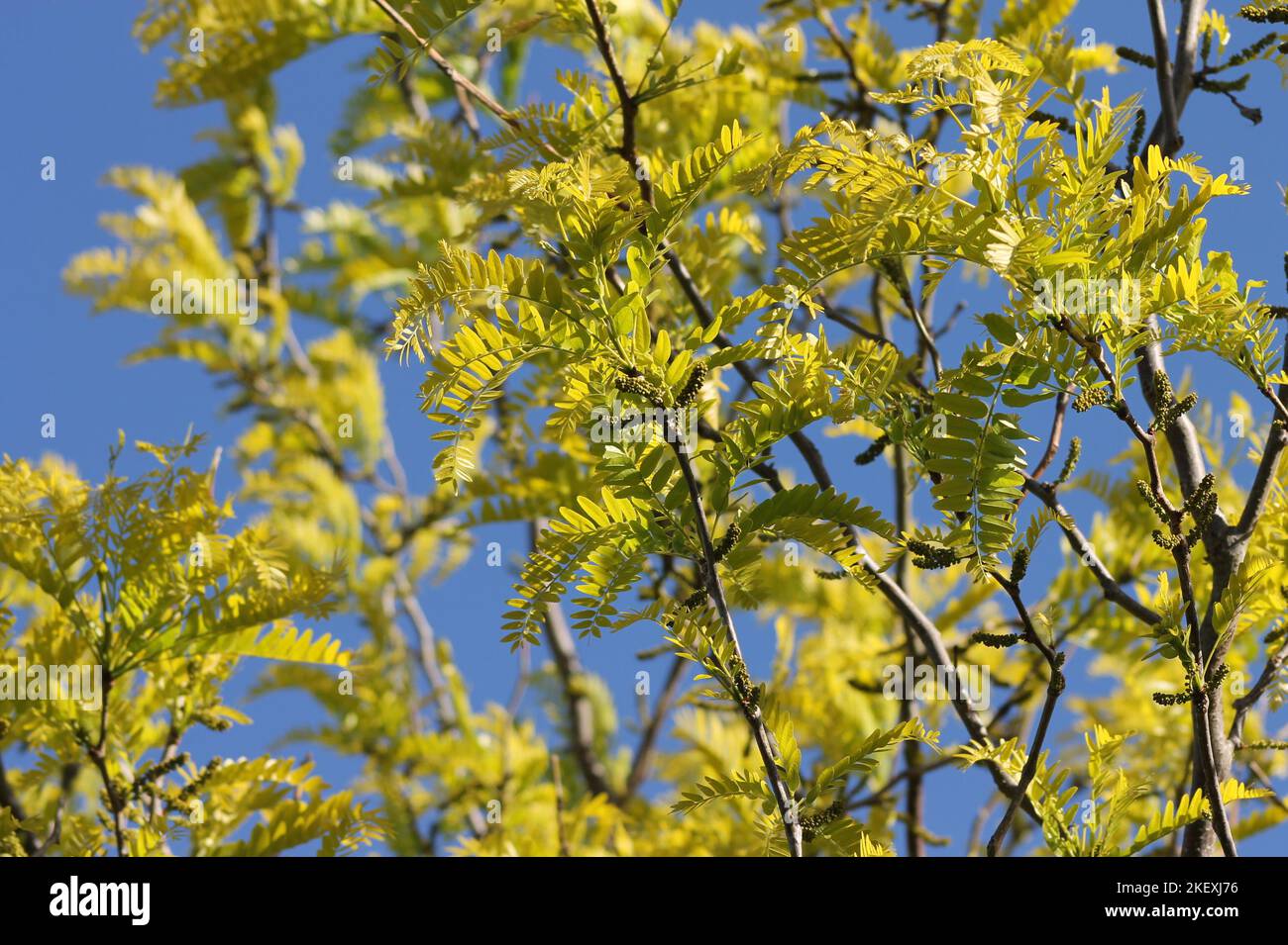 Honey Locust Tree Stock Photo Alamy