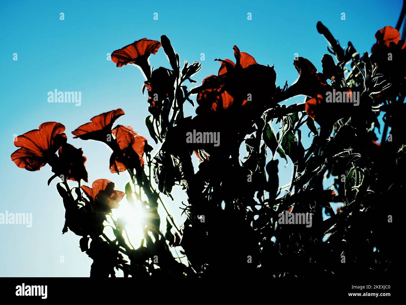 Wildflowers against clear sky hi-res stock photography and images - Alamy