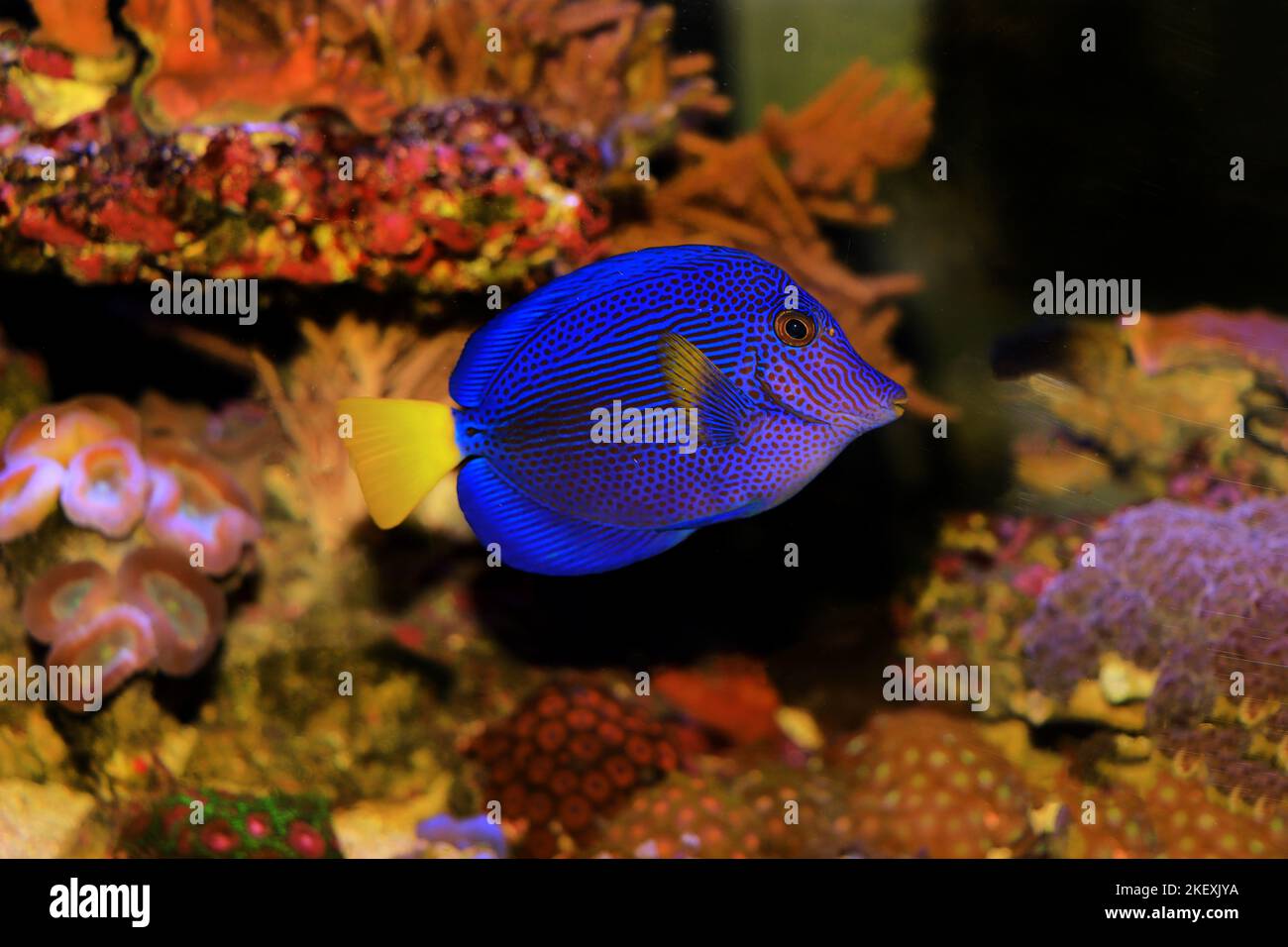 The purple tang or yellowtail tang - (Zebrasoma xanthurum) Stock Photo