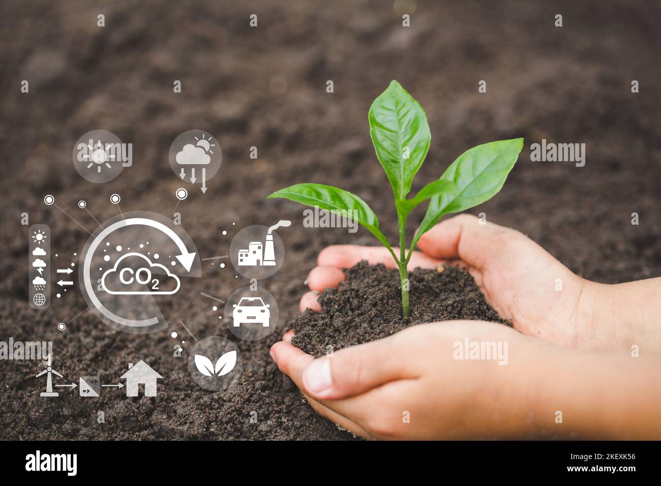 Trees grow in human hands. Hand planting trees with technology of renewable resources to reduce