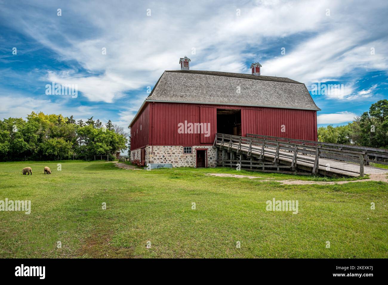SK Aug. 21, 2022 Sheep grazing outside W. R. Motherwell’s