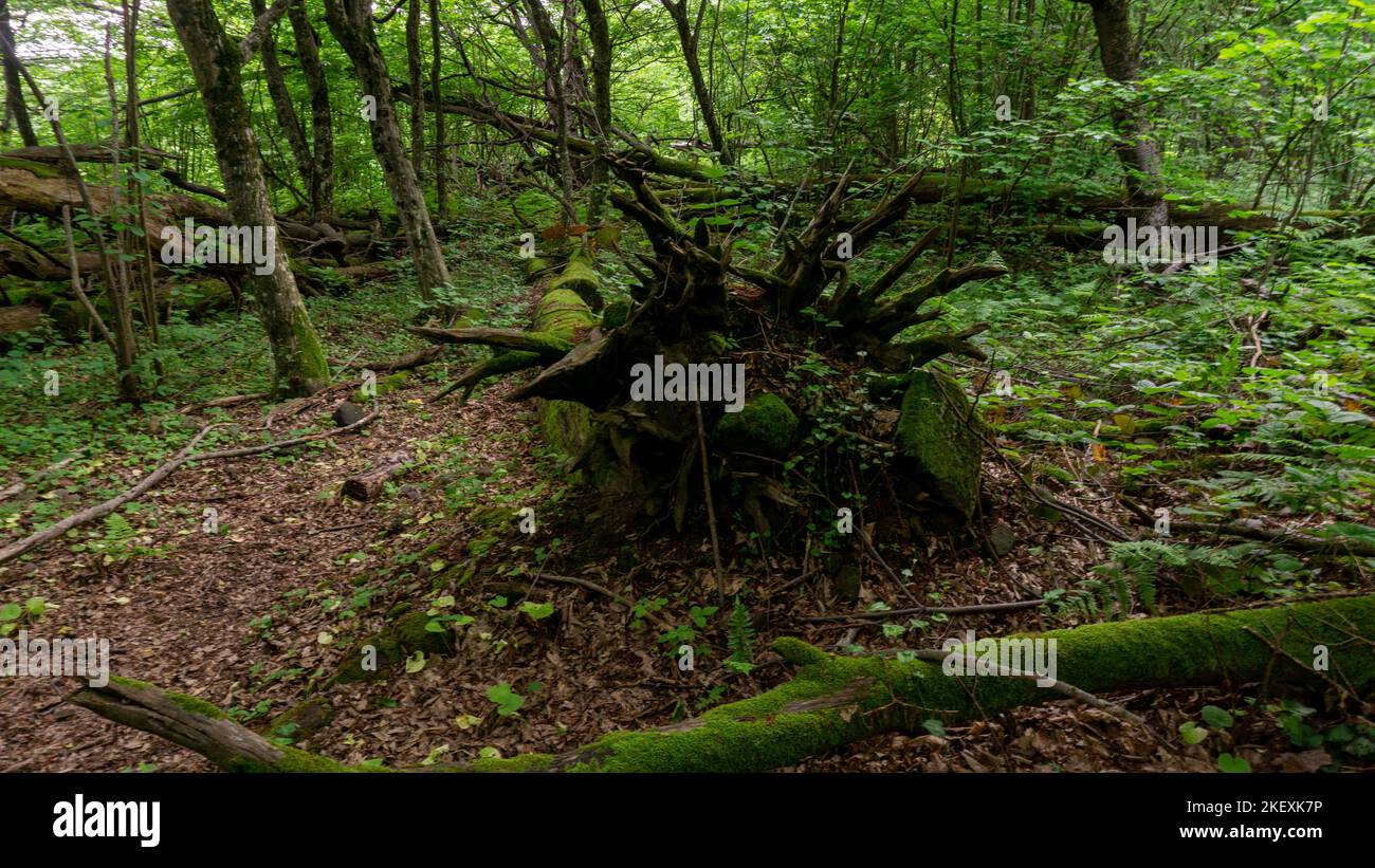 Old growth forest russia hi-res stock photography and images - Alamy