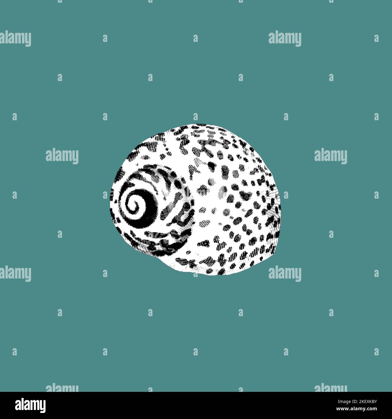 Seashell illustration antique hi-res stock photography and images - Alamy