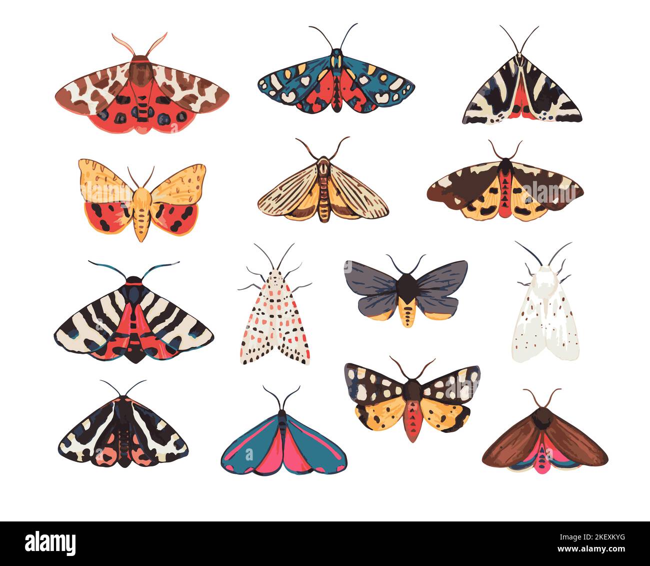 Collection of garden tiger moths, Arctiidae family. Illustration of beautiful night mots, detailed and isolated on white background Stock Vector