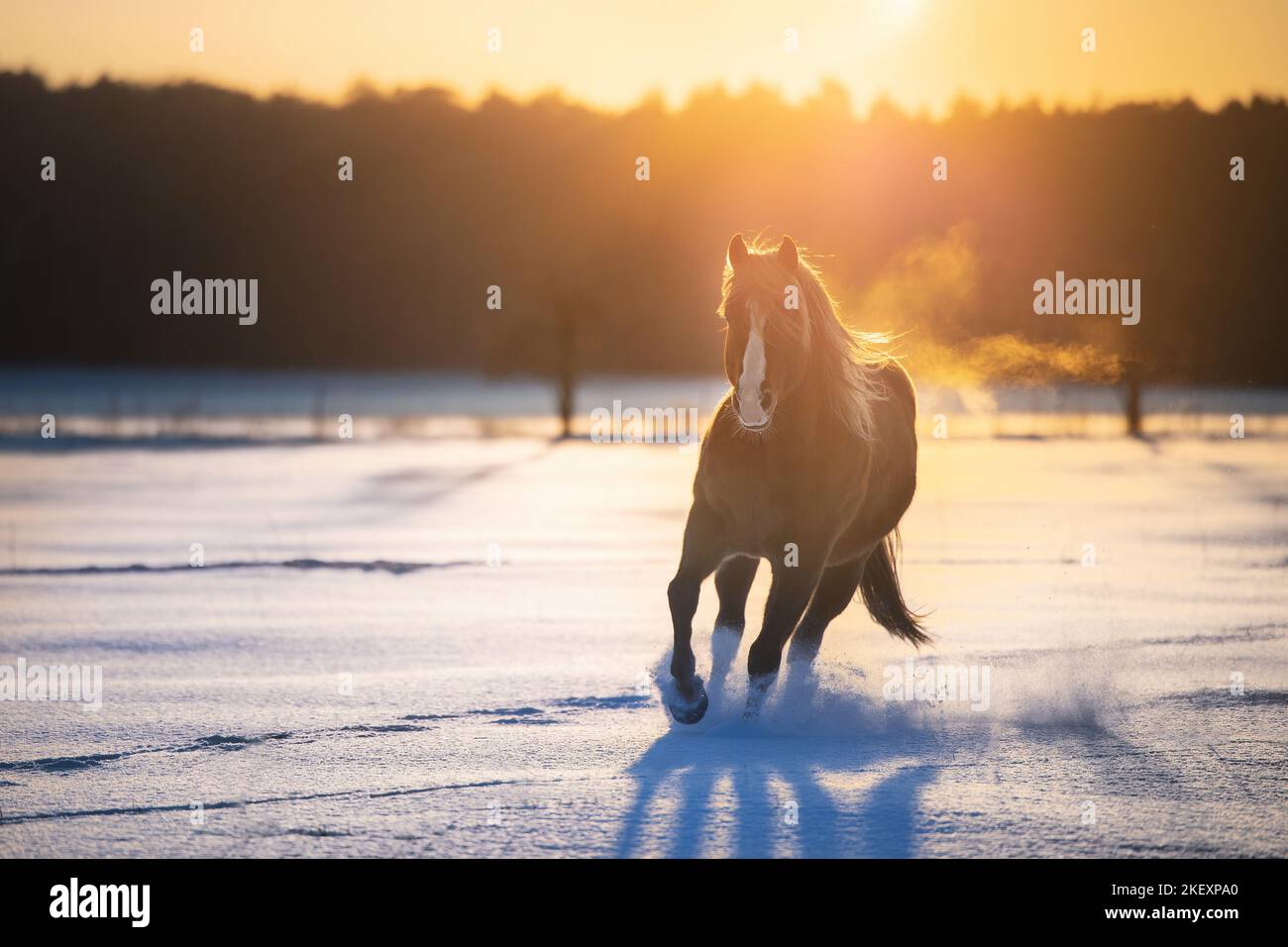galloping Quarter Horse Stock Photo Alamy