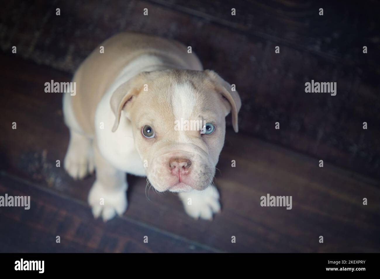 New English Bulldog Puppy Stock Photo Alamy