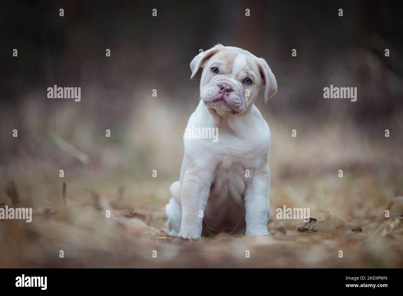 New English Bulldog Puppy Stock Photo Alamy