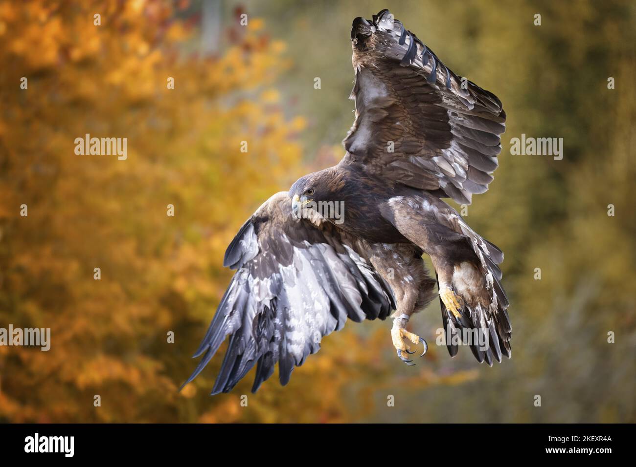 flying Golden Eagle Stock Photo - Alamy