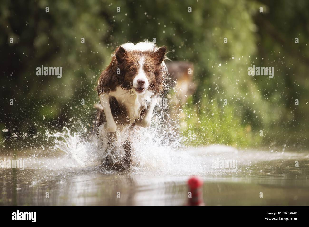 running Border Collie Stock Photo - Alamy