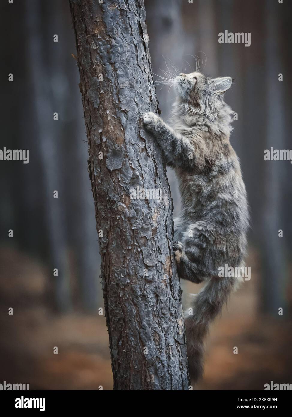 climbing Maine Coon Stock Photo Alamy
