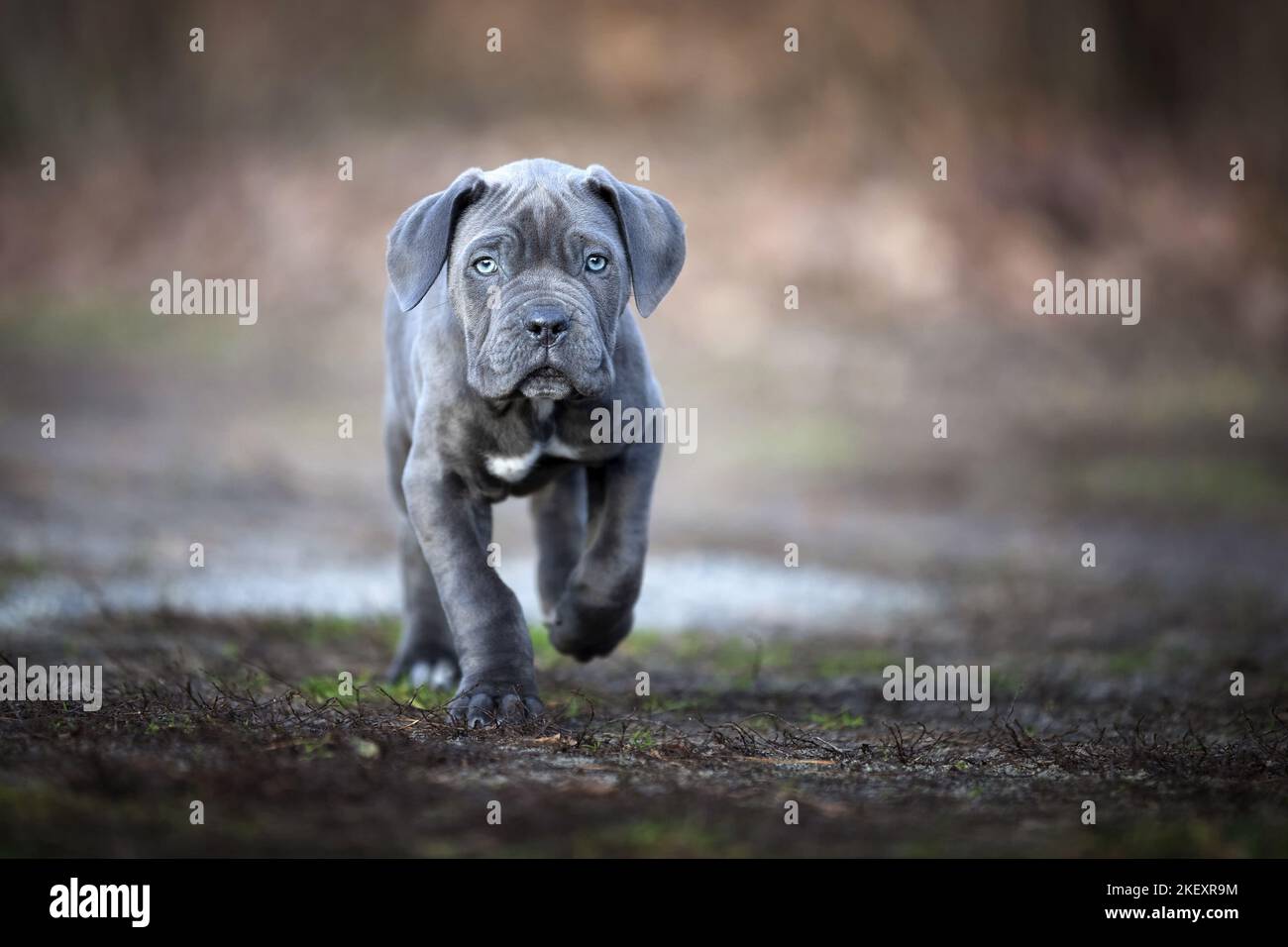 Cane corso trainers near me