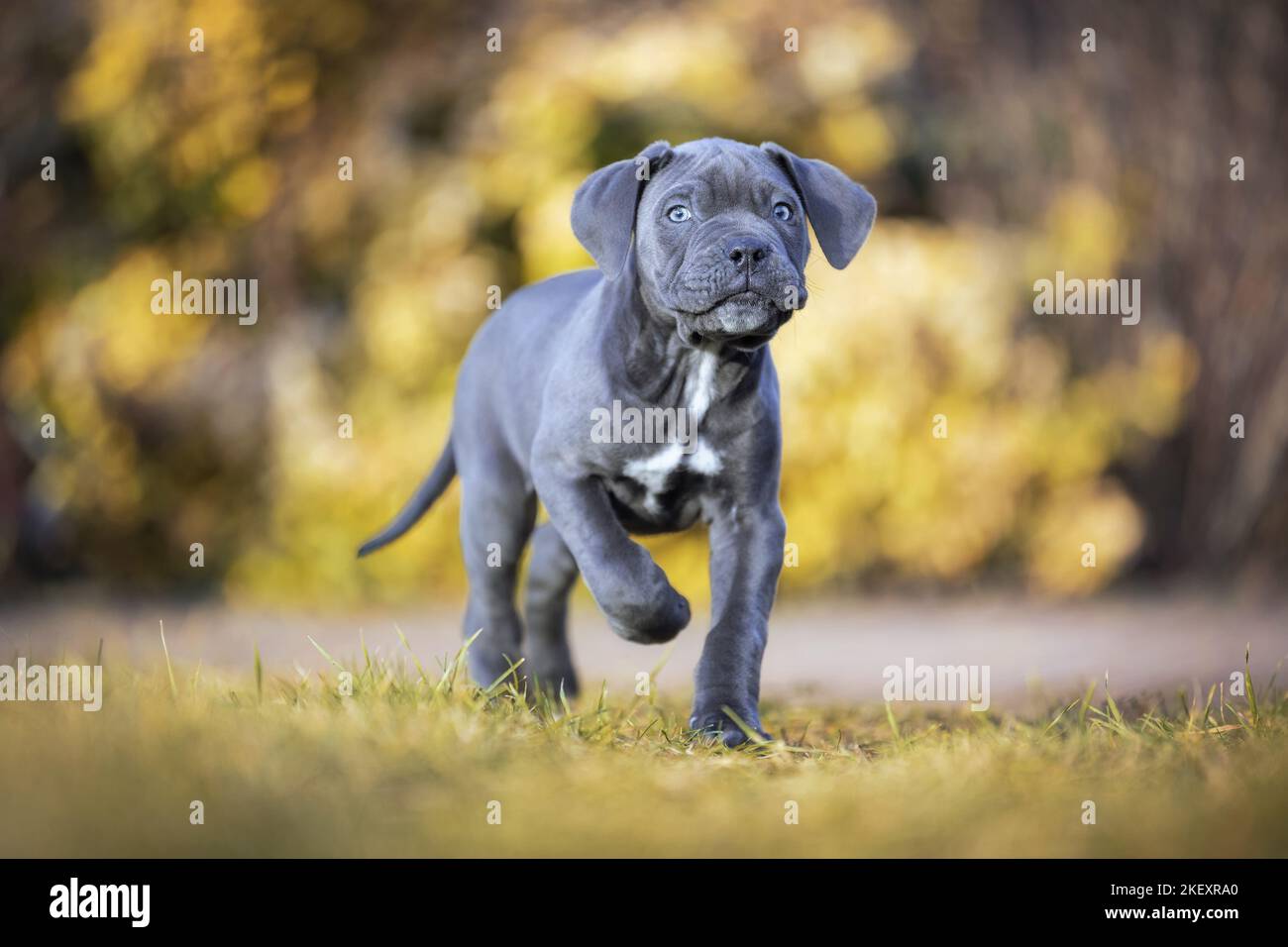 walking Cane Corso Puppy Stock Photo Alamy