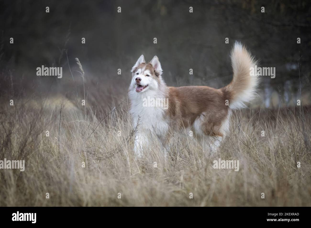 walking Siberian Husky Stock Photo - Alamy