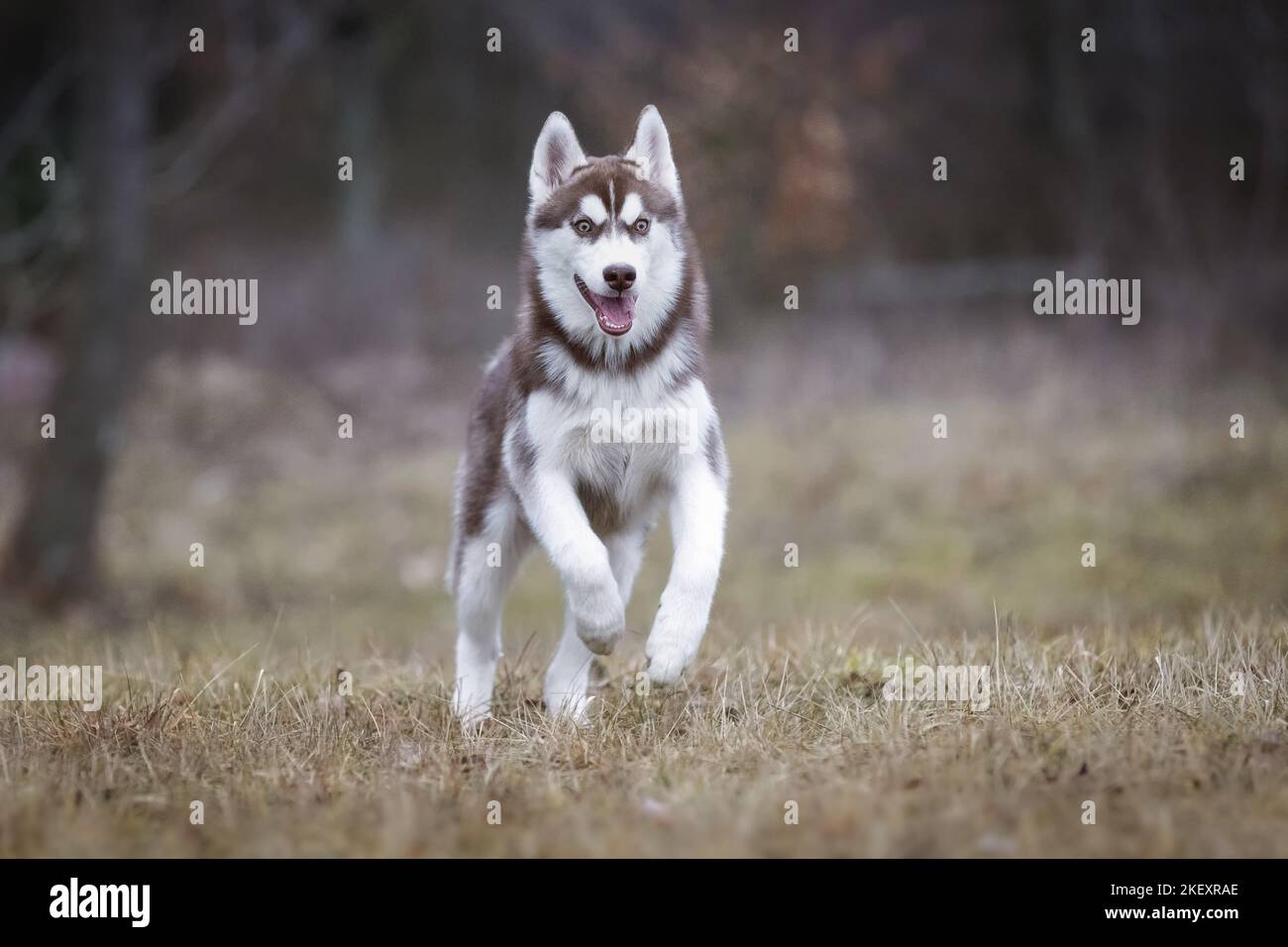 running Siberian Husky Stock Photo - Alamy