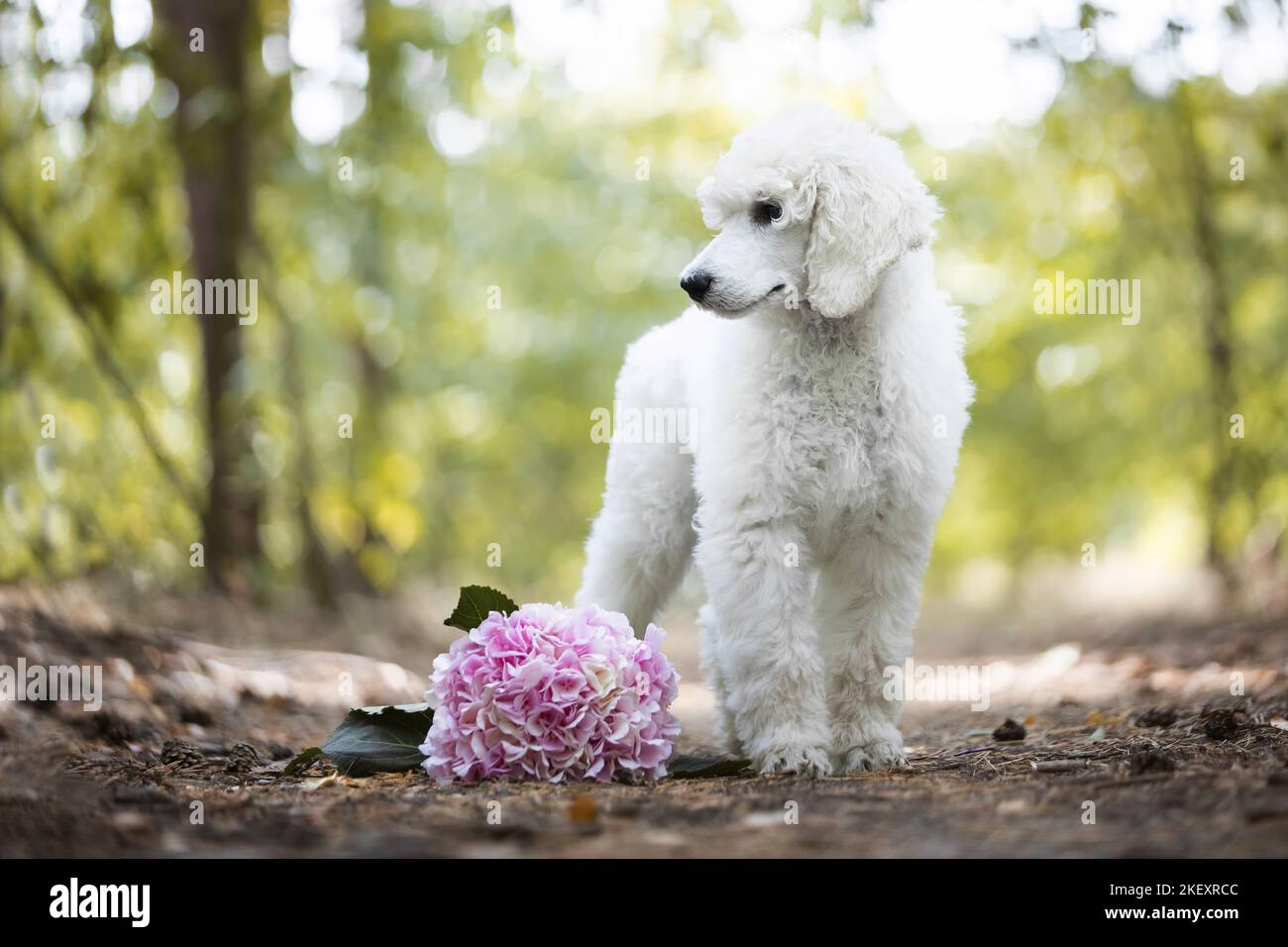 standing Giant Poodle Stock Photo - Alamy
