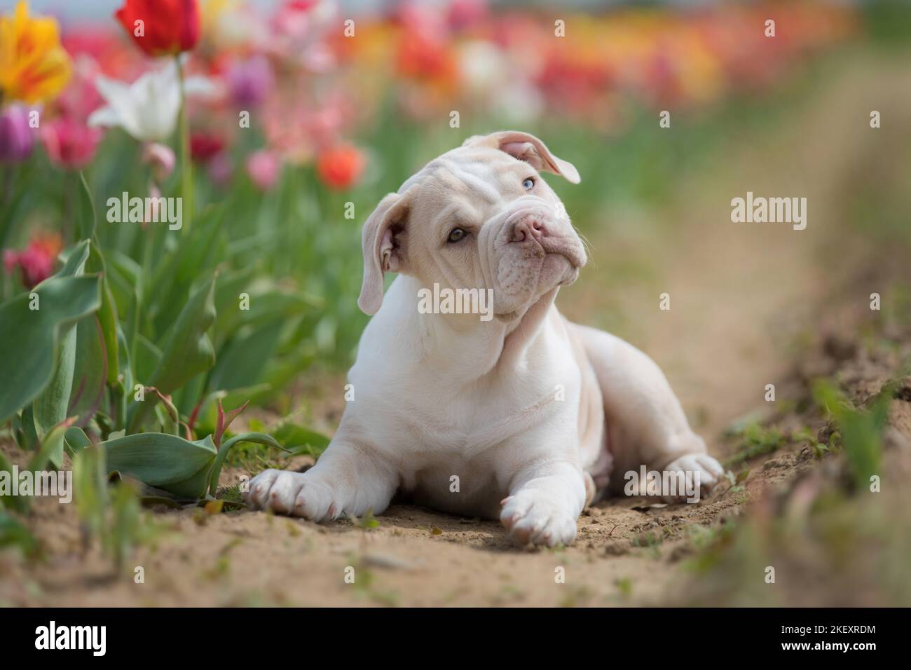 New English Bulldog Puppy Stock Photo Alamy