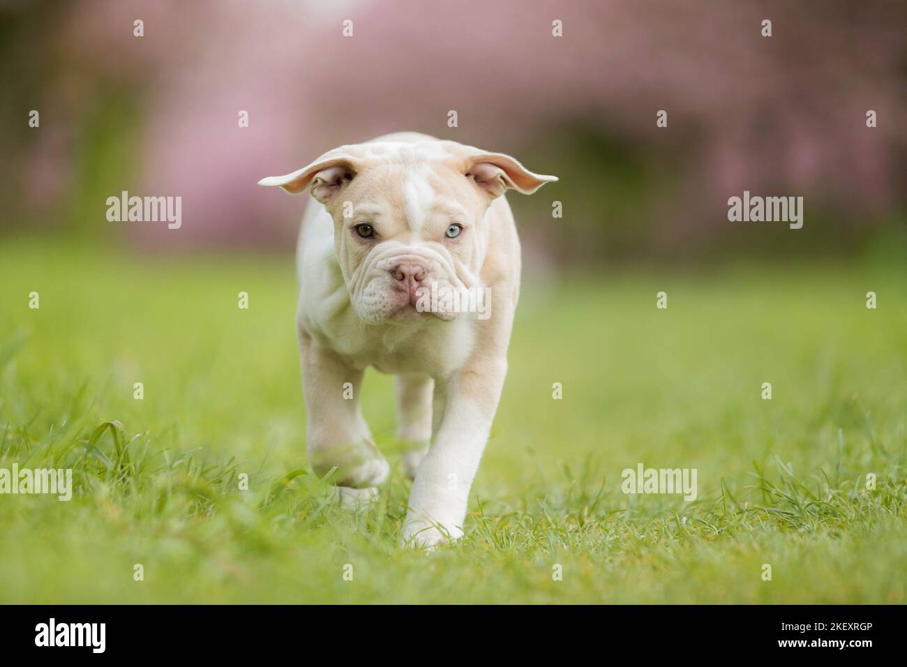 New English Bulldog Puppy Stock Photo Alamy