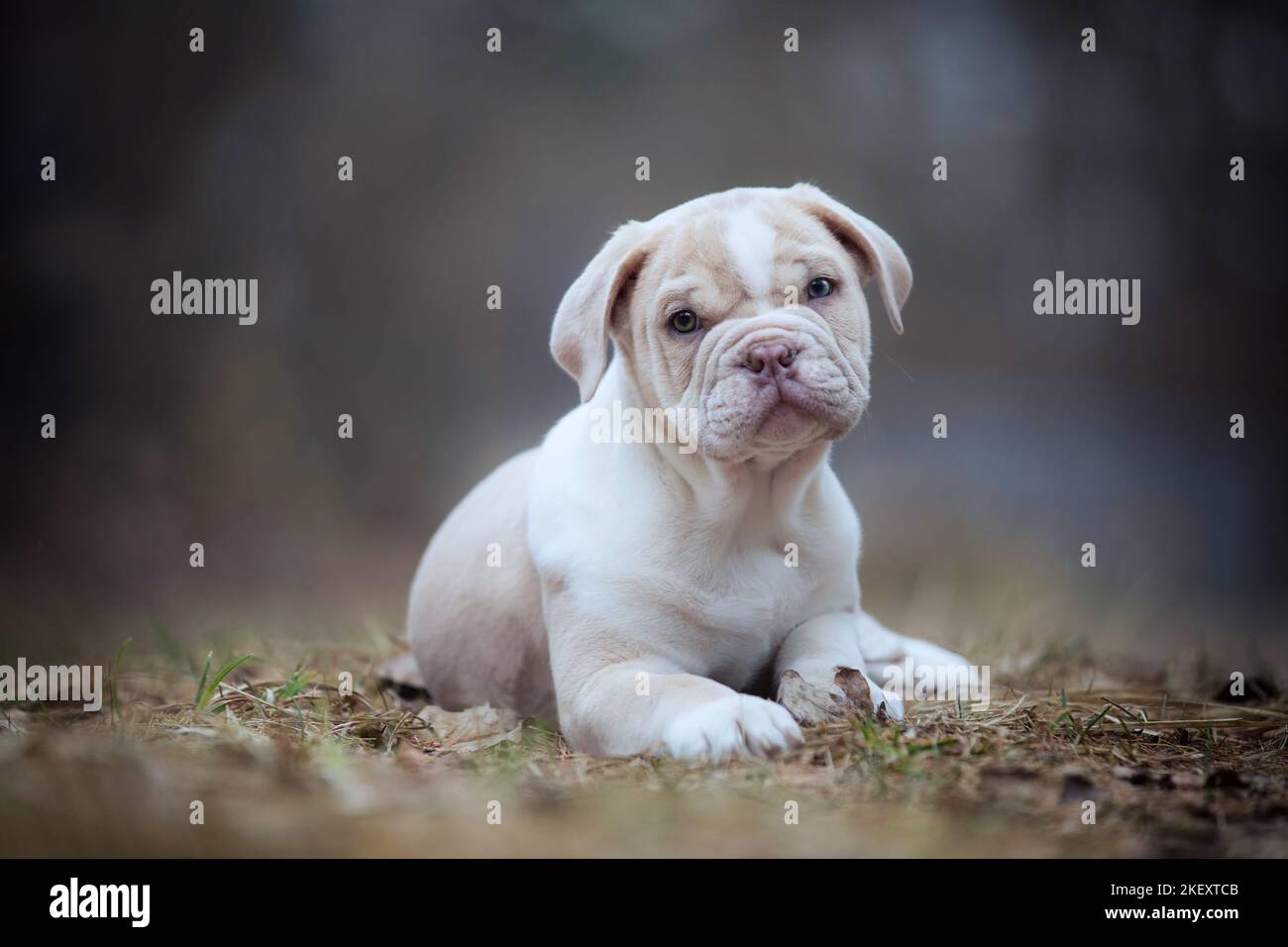 English bulldog puppy present hi-res stock photography and images - Alamy