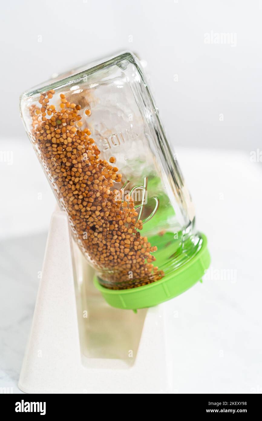 Growing sprouts in a jar Stock Photo Alamy