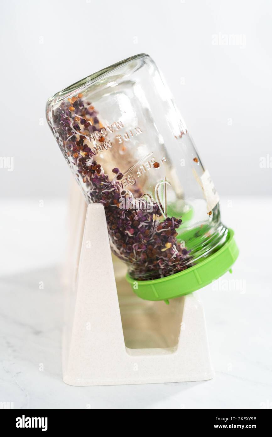 Growing sprouts in a jar Stock Photo Alamy