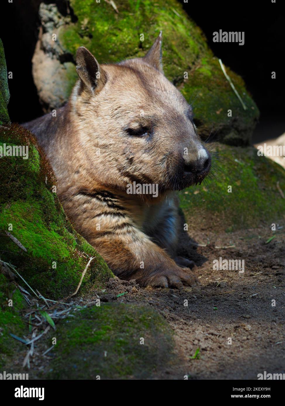 Wombat Wallpaper 2 Stock Vector (Royalty Free) 584827927 | Shutterstock