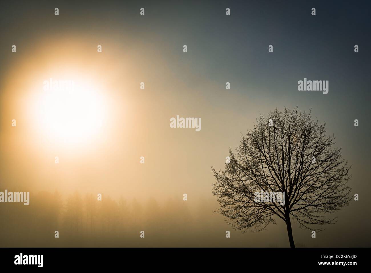 Baum im Nebel mit Sonne Stock Photo
