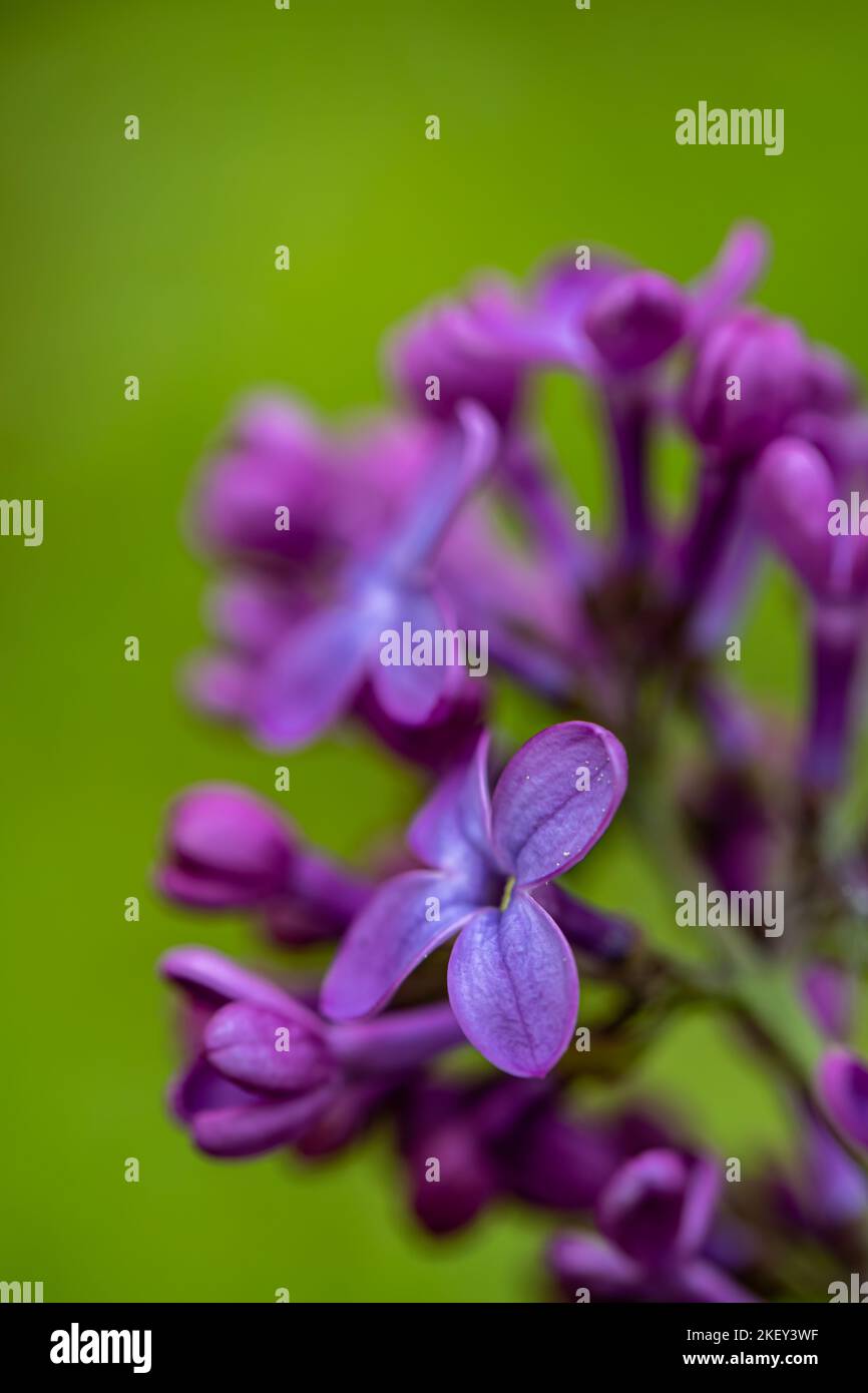 Stringlia Flower Syringa vulgaris flower growing in meadow, macro Stock Photo - Alamy